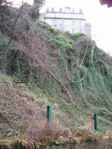 Randolph Cliff overcome by ivy and weed trees