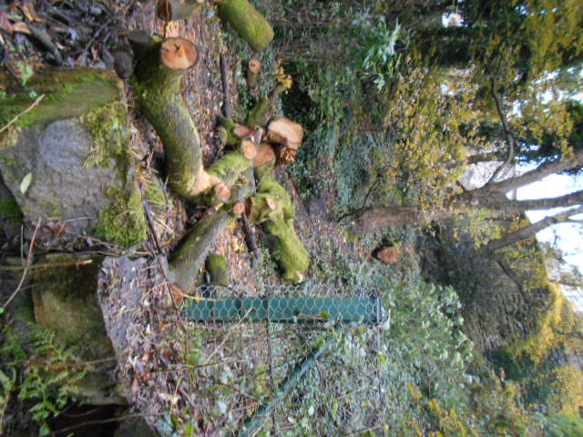 Remains of the Norway maple on the bank below Randolph Cliff