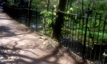 The railings have grown into the tree and the roots have pushed up the surface of the walkway